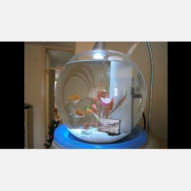 <em>Untitled (Haunted Fish Tank)</em></br> "Untitled (Haunted Fish Tank)"